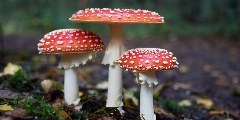 Mushroom Identification: In-Depth Overview